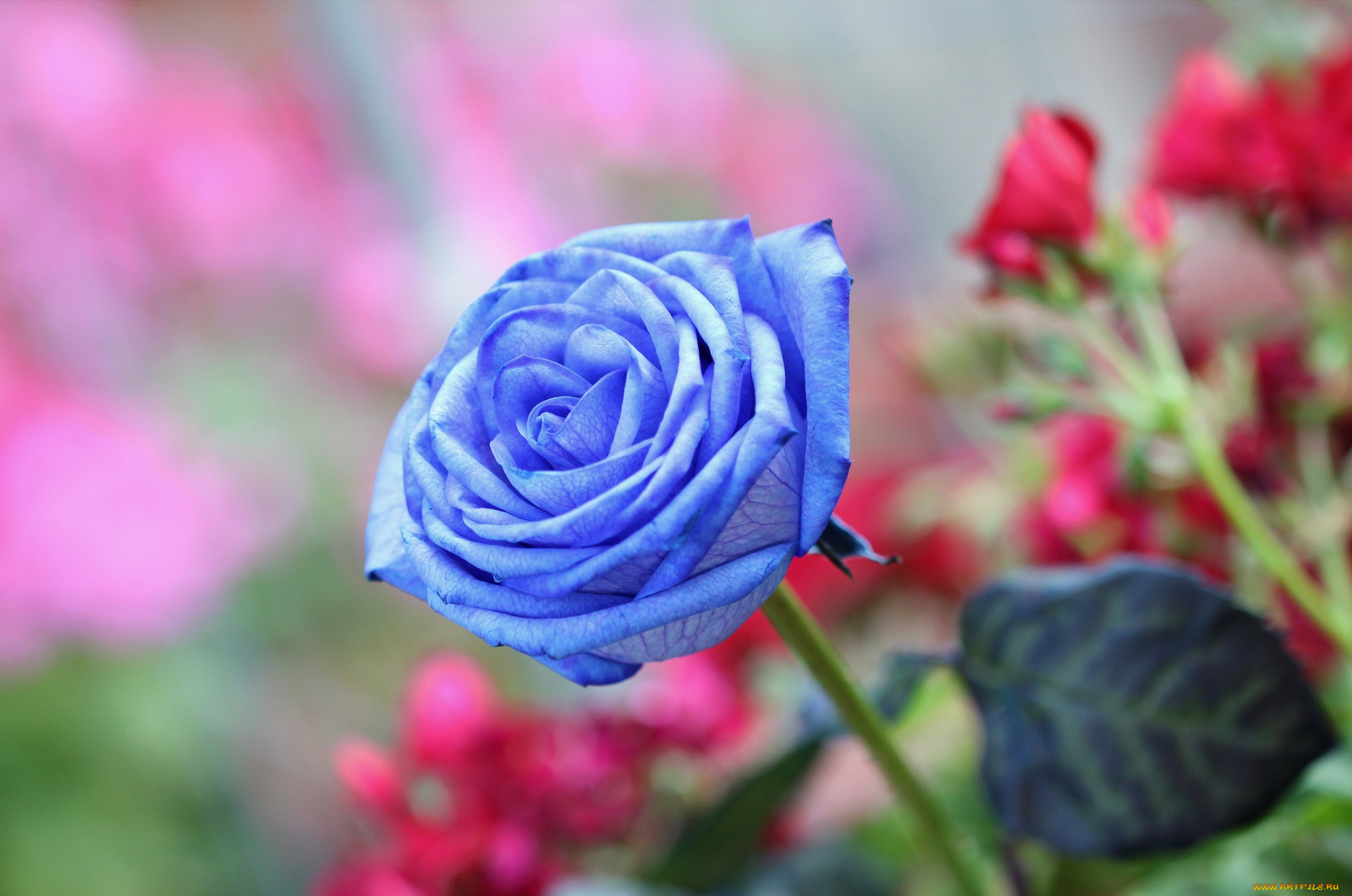 цветы, розы, голубая, роза