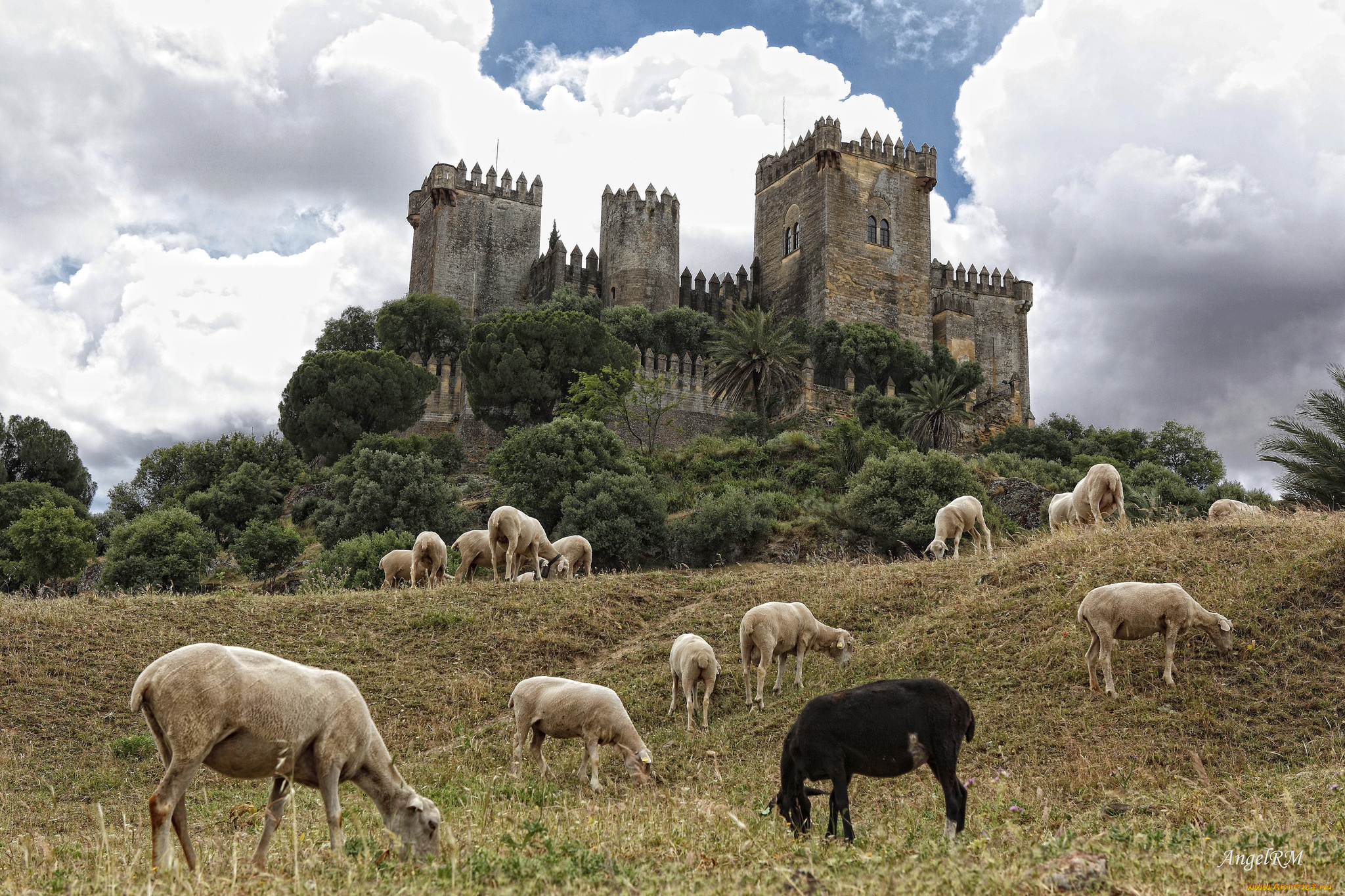 almodovar, castle, c&, 243, rdoba, andalusia, животные, овцы, бараны, замок, альмодовар, испания, андалусия, кордова, spain, cordoba