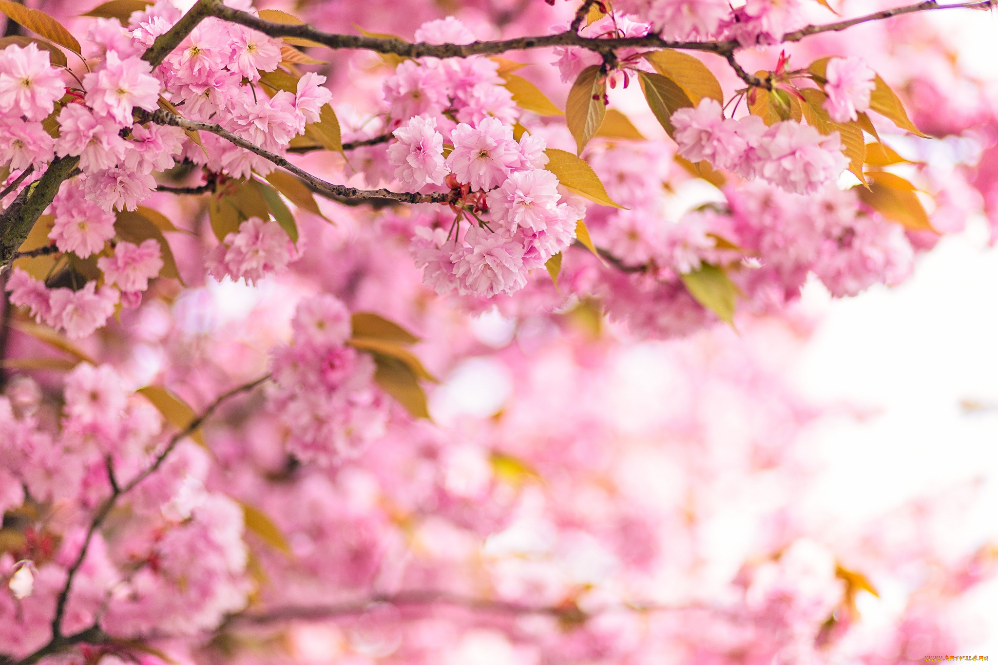 цветы, сакура, вишня, ветки, розовый