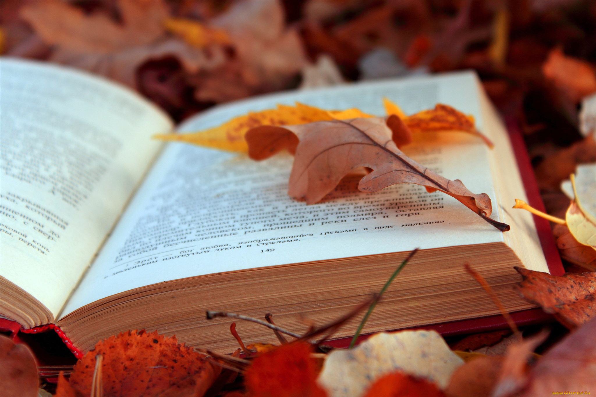 разное, канцелярия, книги, осень, листья, книга