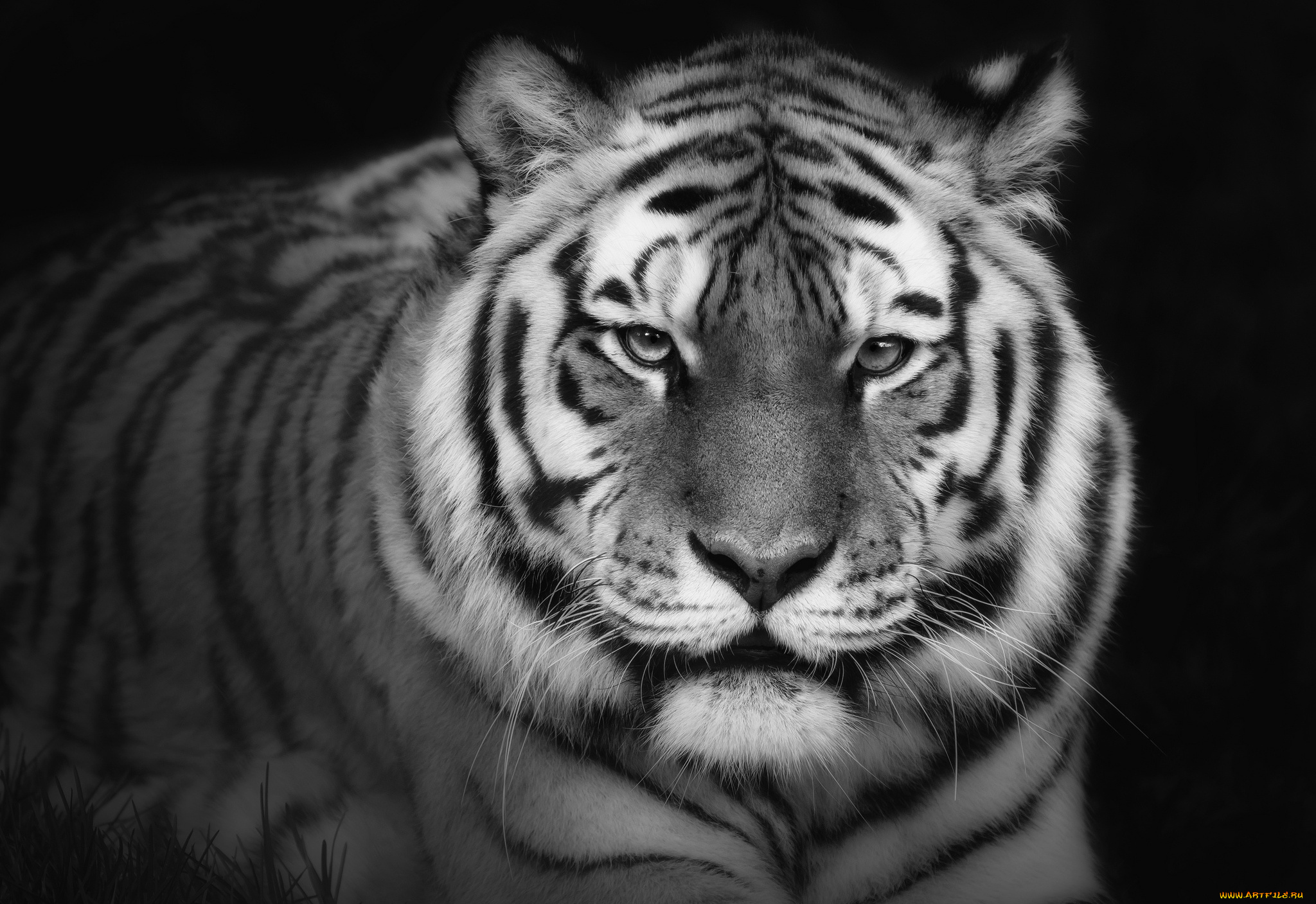 животные, тигры, красавец, портрет