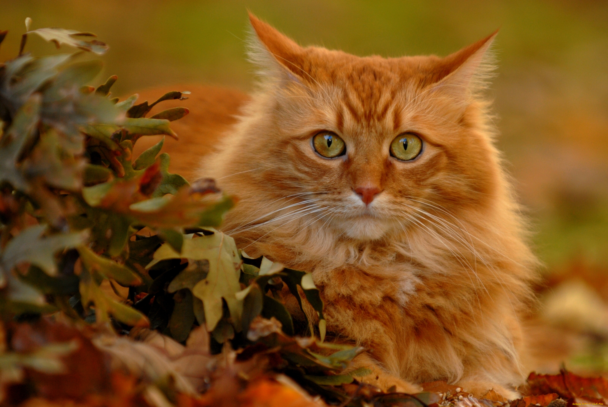 животные, коты, взгляд, рыжий, кот, листья