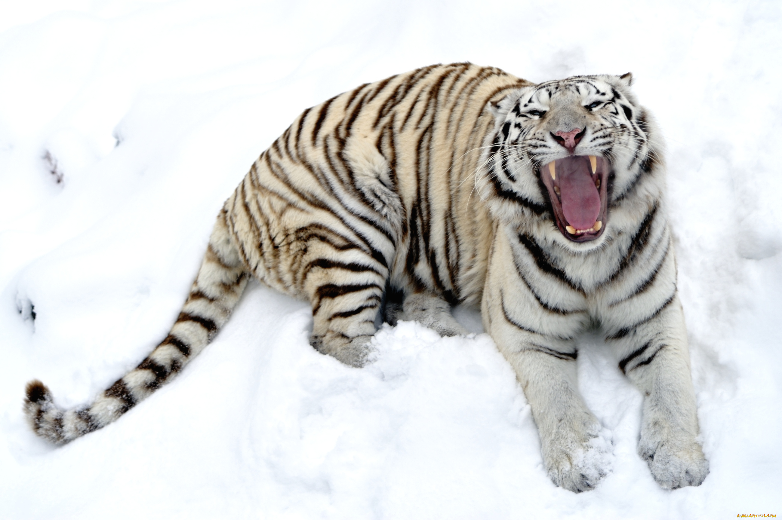 животные, тигры, белый, пасть, снег
