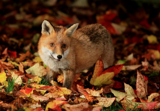 обоя животные, лисы, осень, лисёнок, листья