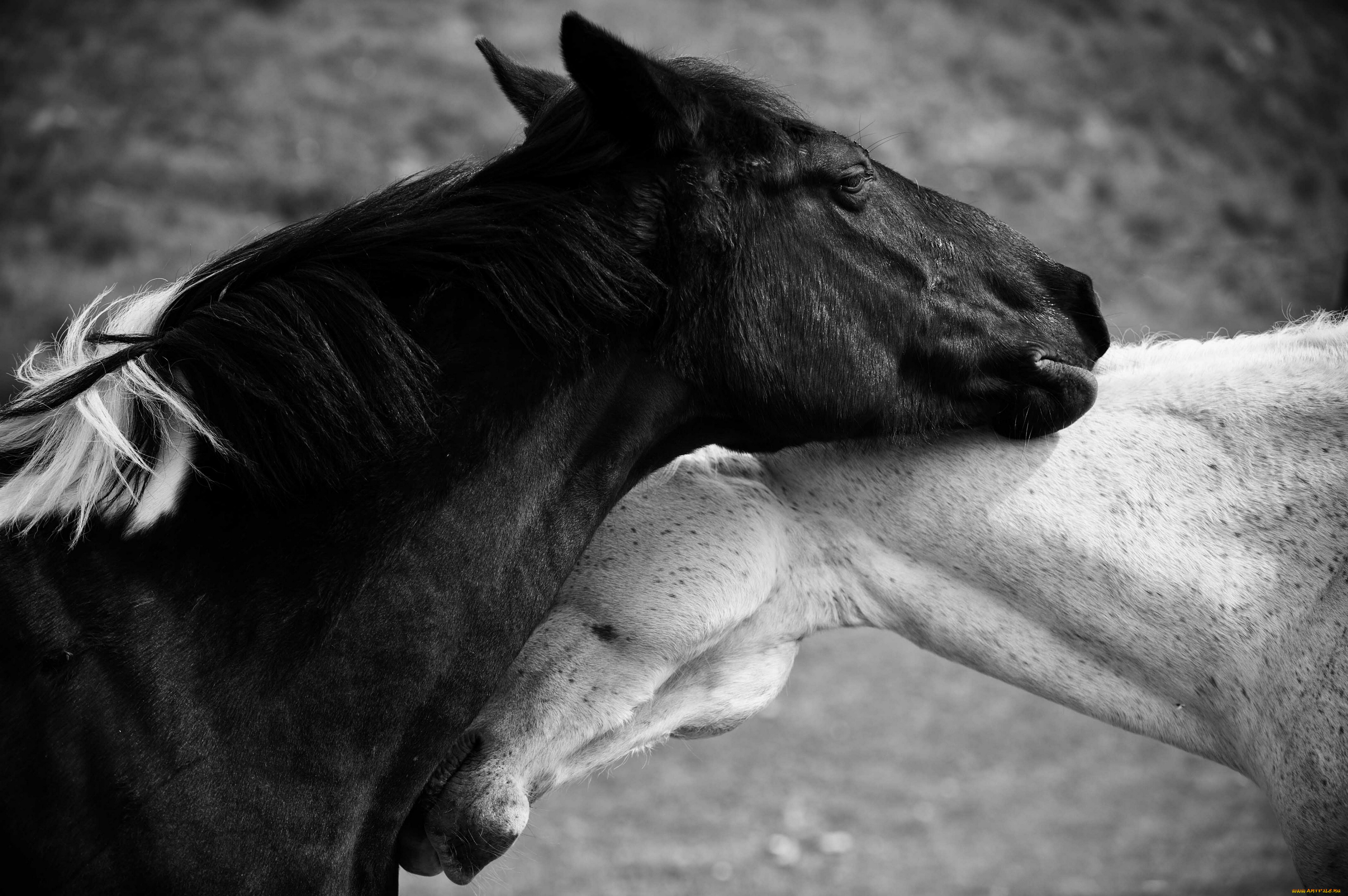 Лошади вытянувшие черные головы и согнувшиеся. Лошади. Картинки на рабочий стол лошади. Любовь лошадей. Красивые черно белые картинки.