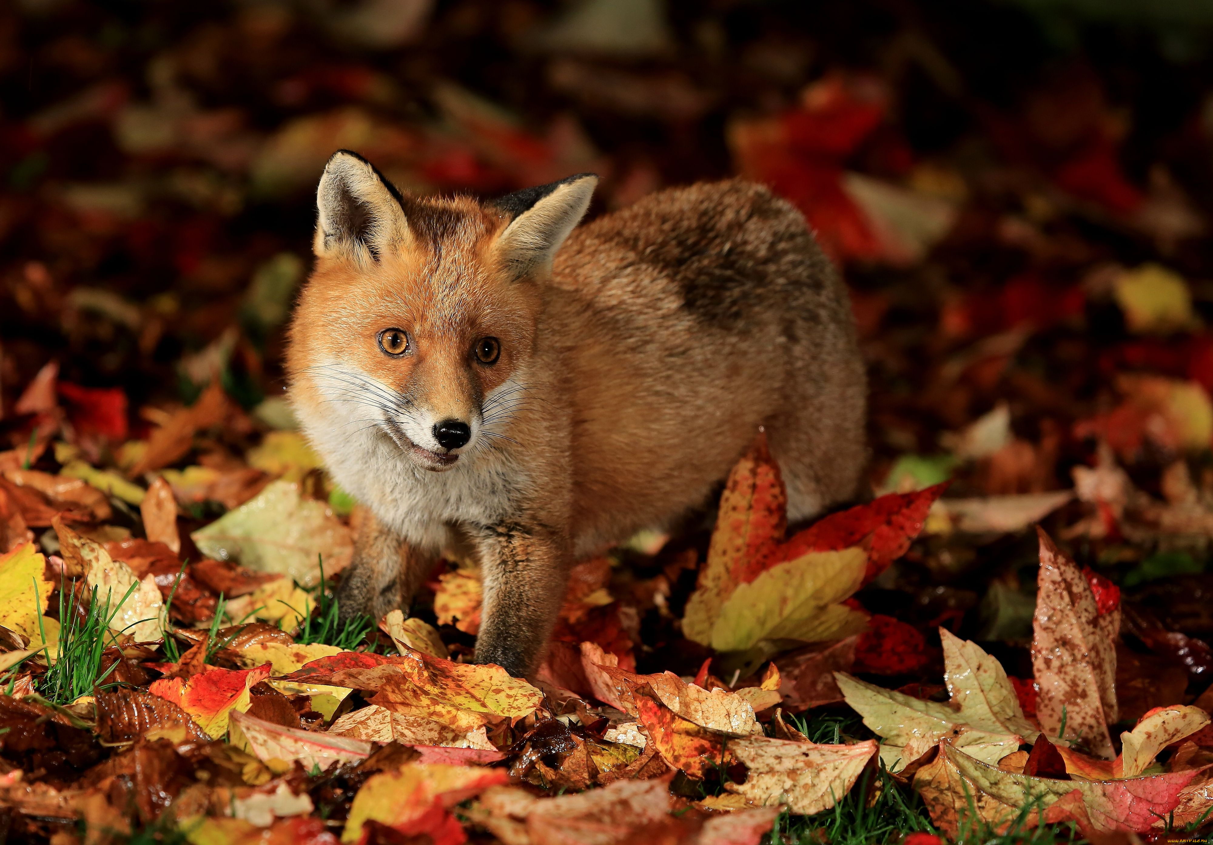 животные, лисы, осень, лисёнок, листья