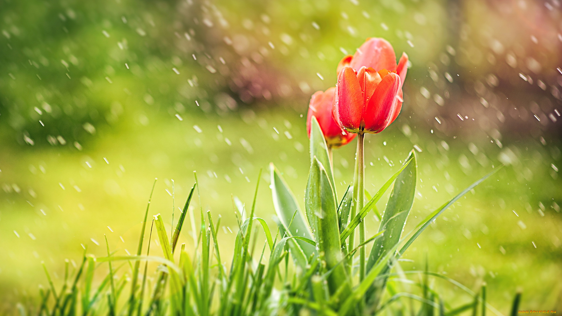 цветы, тюльпаны, дождь