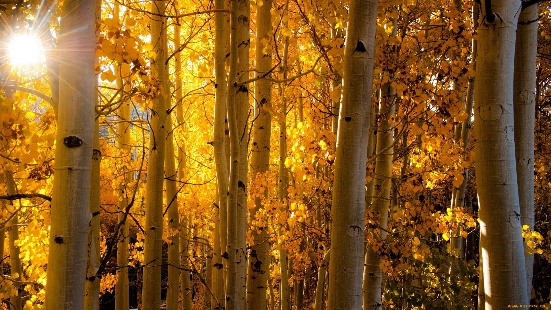 природа, лес, осень, свет, берёзы