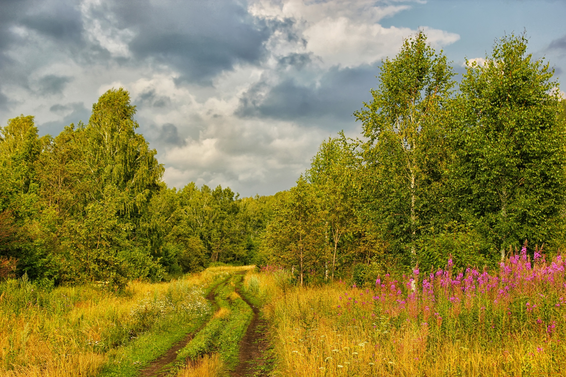 природа, дороги, береза, колея