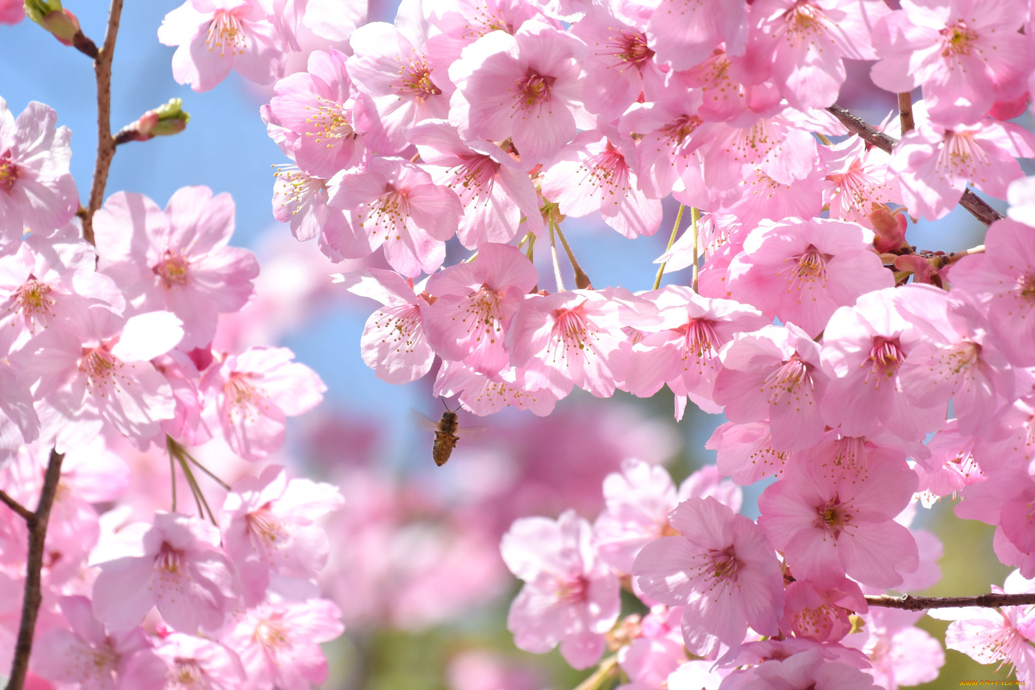 цветы, сакура, , вишня, пчела, весна, ветки, дерево, вишня, розовый