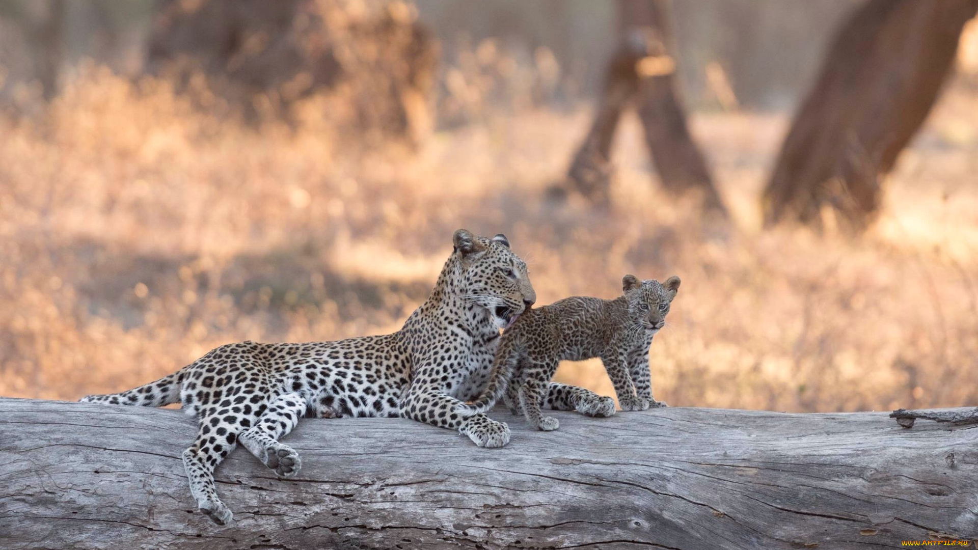 животные, леопарды, боке, бревно, африка, леопард, котёнок, lower, zambezi, national, park, детёныш, замбия