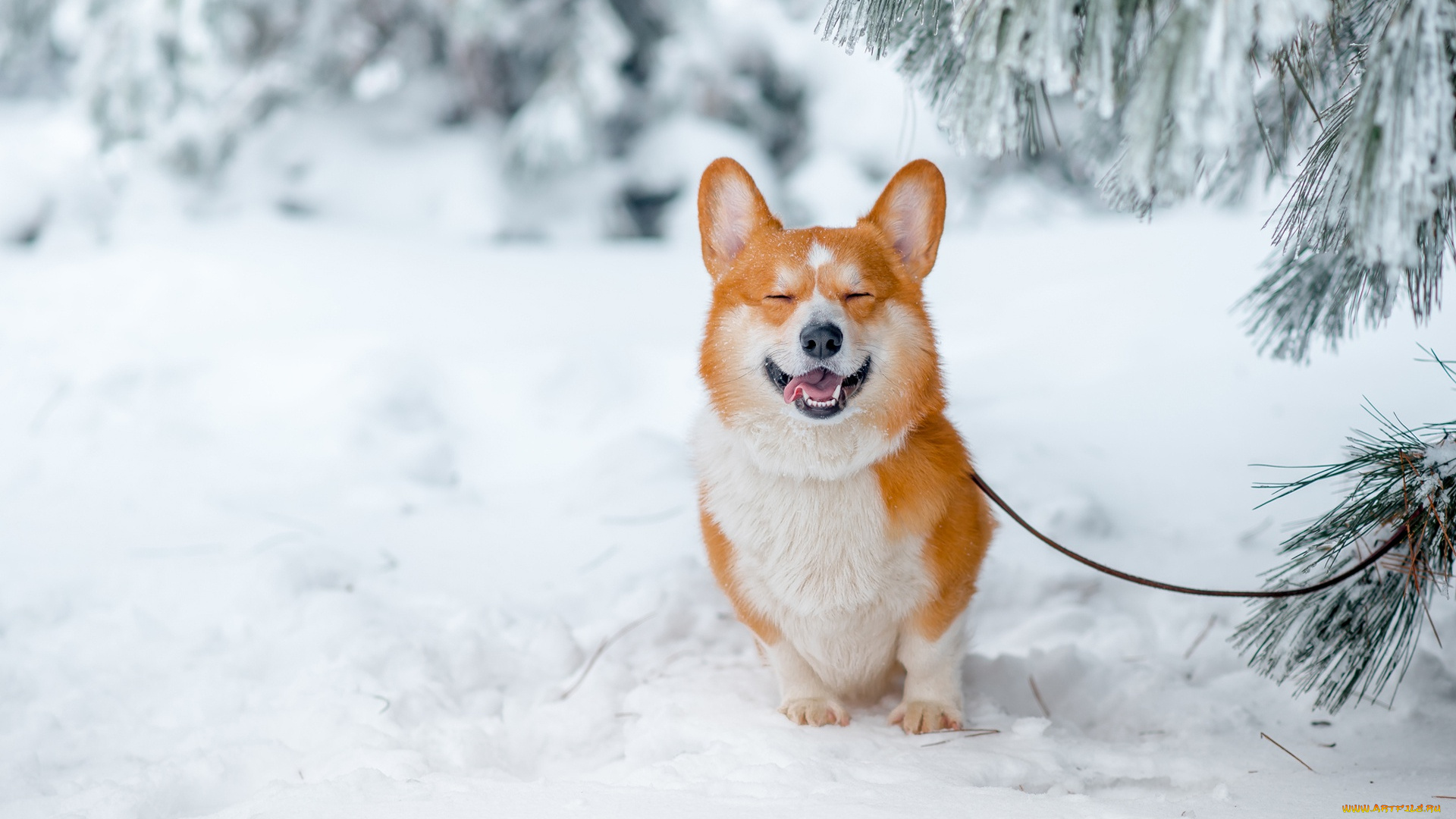 животные, собаки, пёсик, снег, зима, улыбка, вельш-корги, собака-улыбака, настроение, радость, ветки