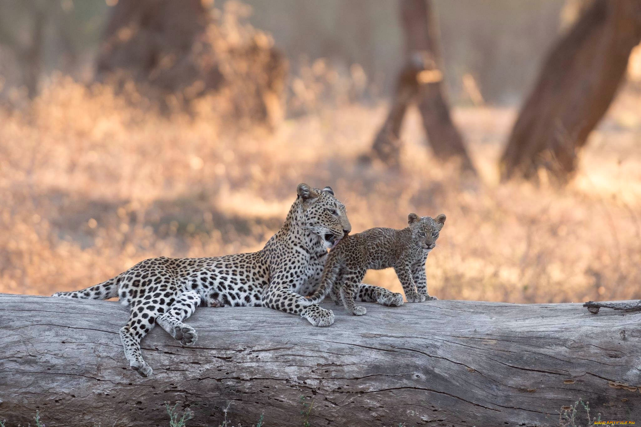 животные, леопарды, боке, бревно, африка, леопард, котёнок, lower, zambezi, national, park, детёныш, замбия