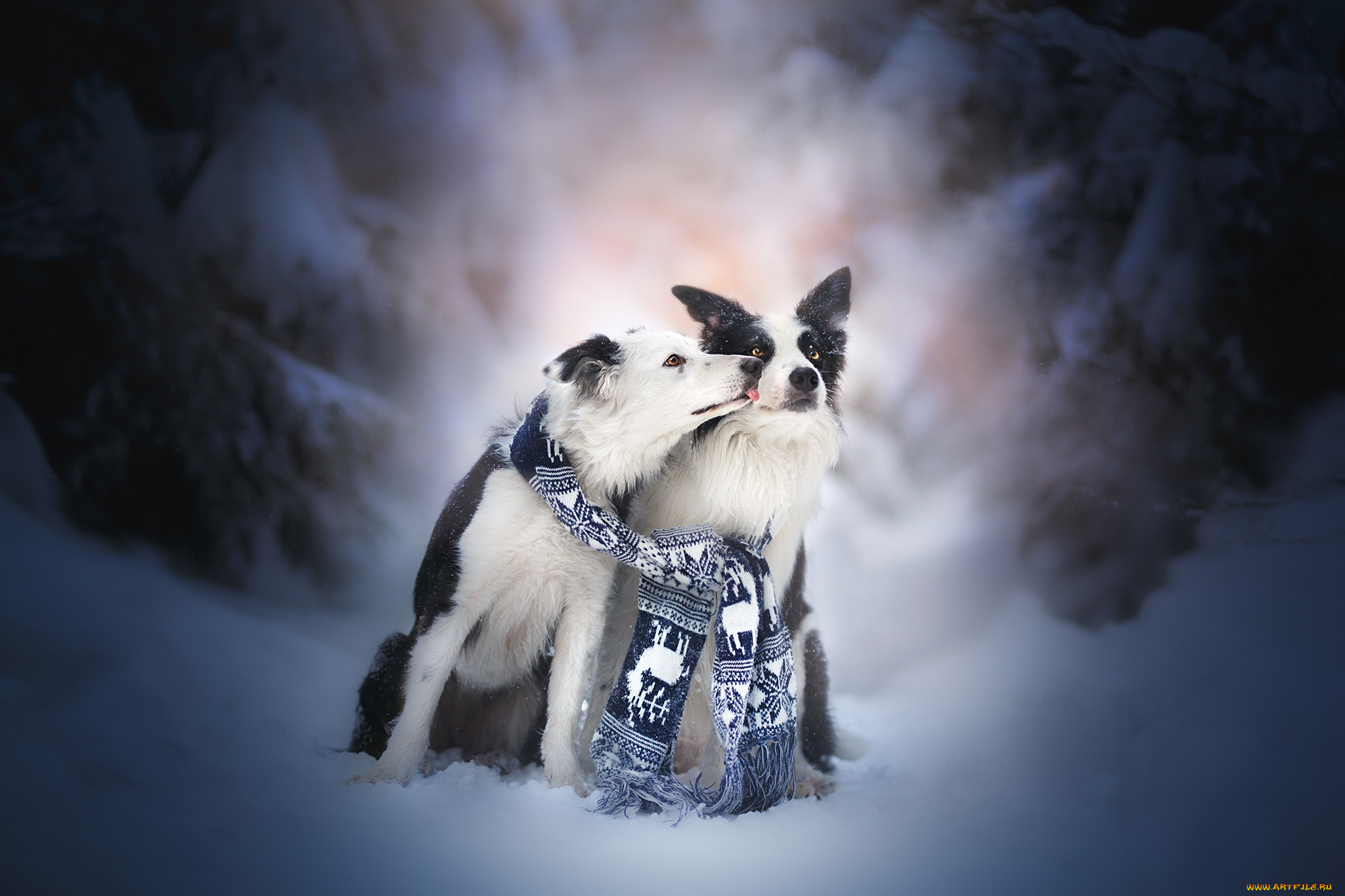 животные, собаки, пара, снег, две, бордер-колли, друзья, поцелуй, зима