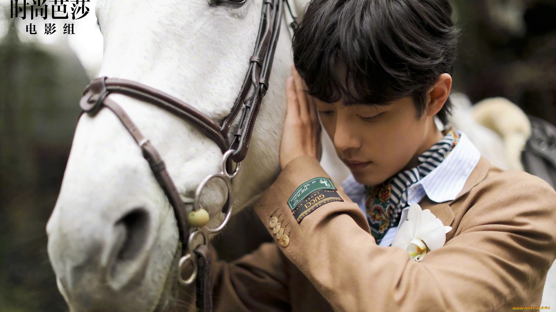 мужчины, xiao, zhan, актер, лошадь