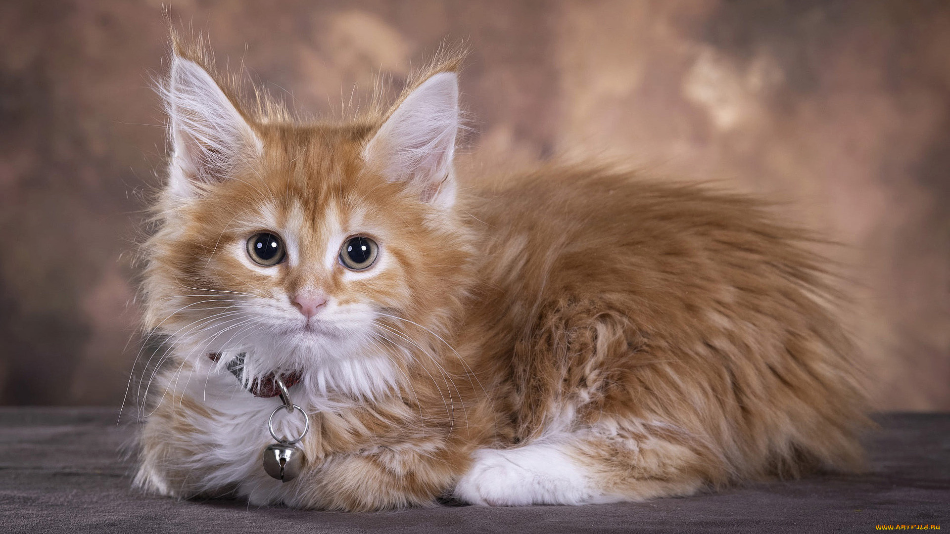 животные, коты, maine, coon