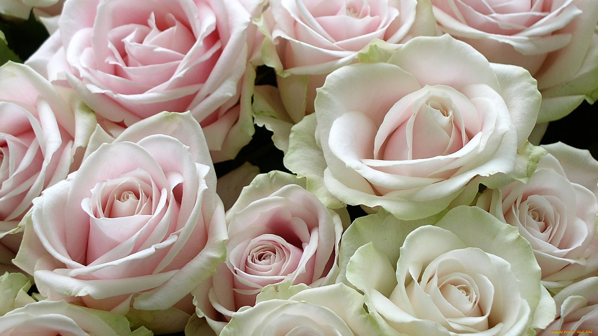 цветы, розы, много, розовый