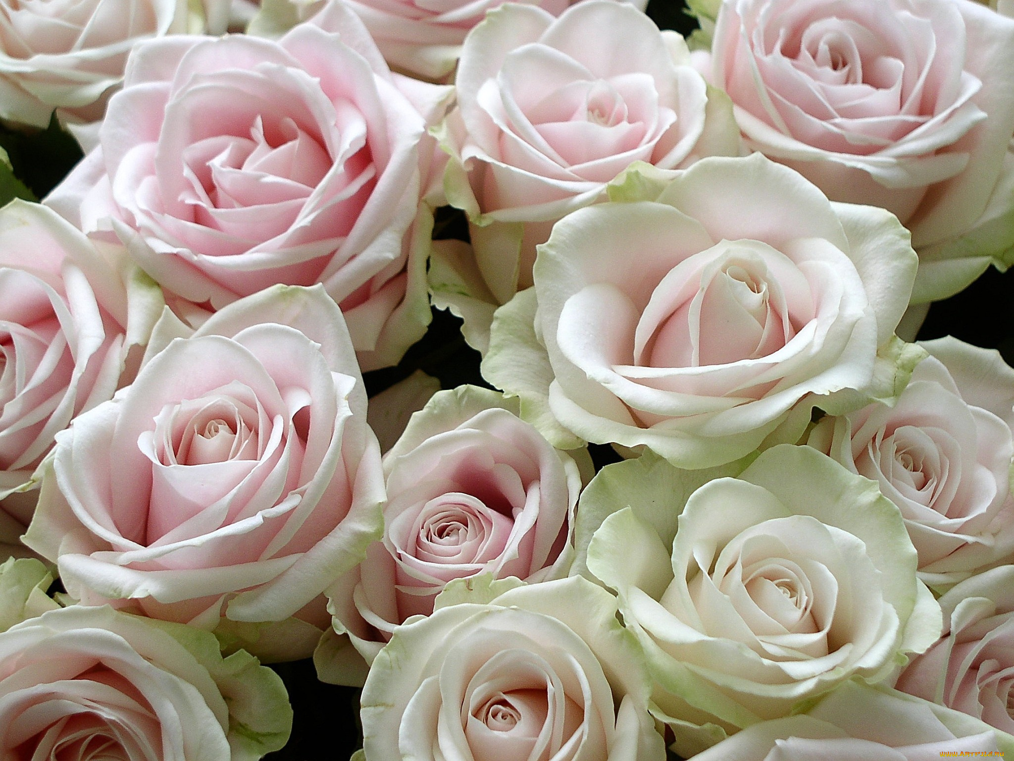 цветы, розы, много, розовый