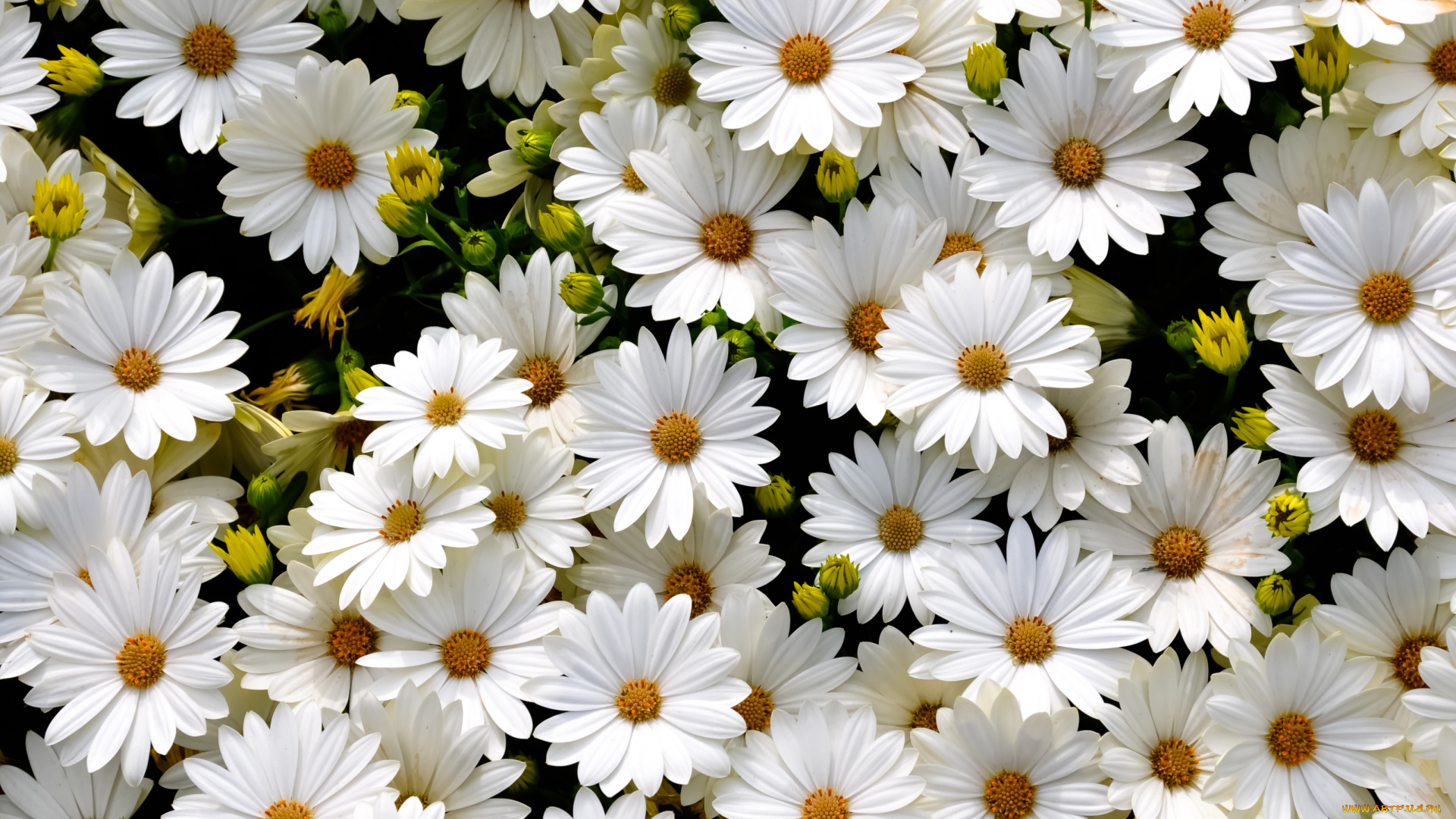цветы, диморфотеки, белый, много