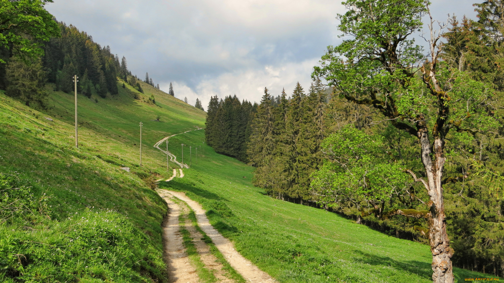 fribourg, швейцария, природа, дороги, деревья, дорожка