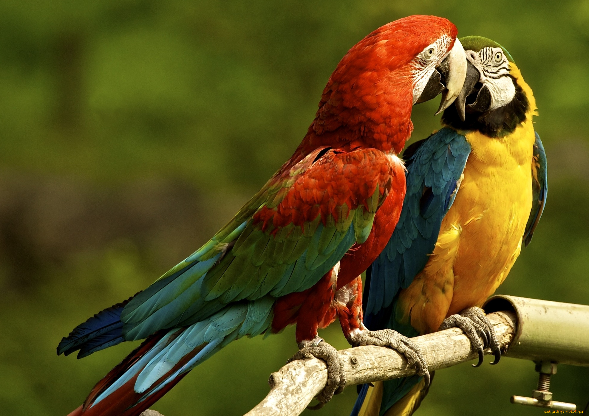 Birds org. Попугай ара. Попугай ара фото. Попугай на аву. Жёлто-зелёный ямайский ара.