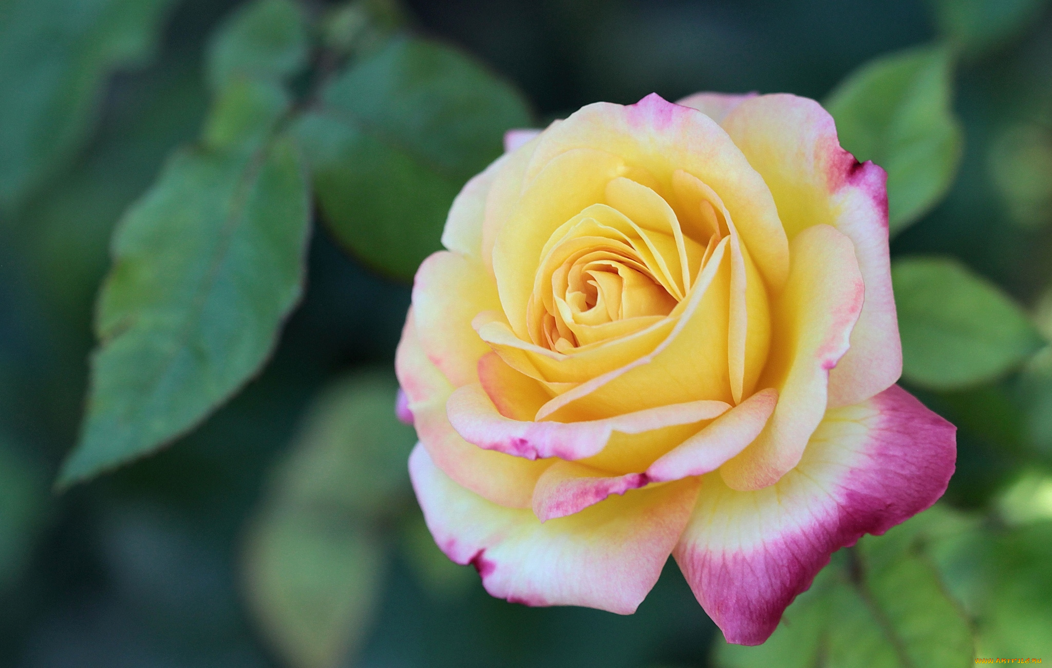 природа цветы крупный план роза желтая скачать
