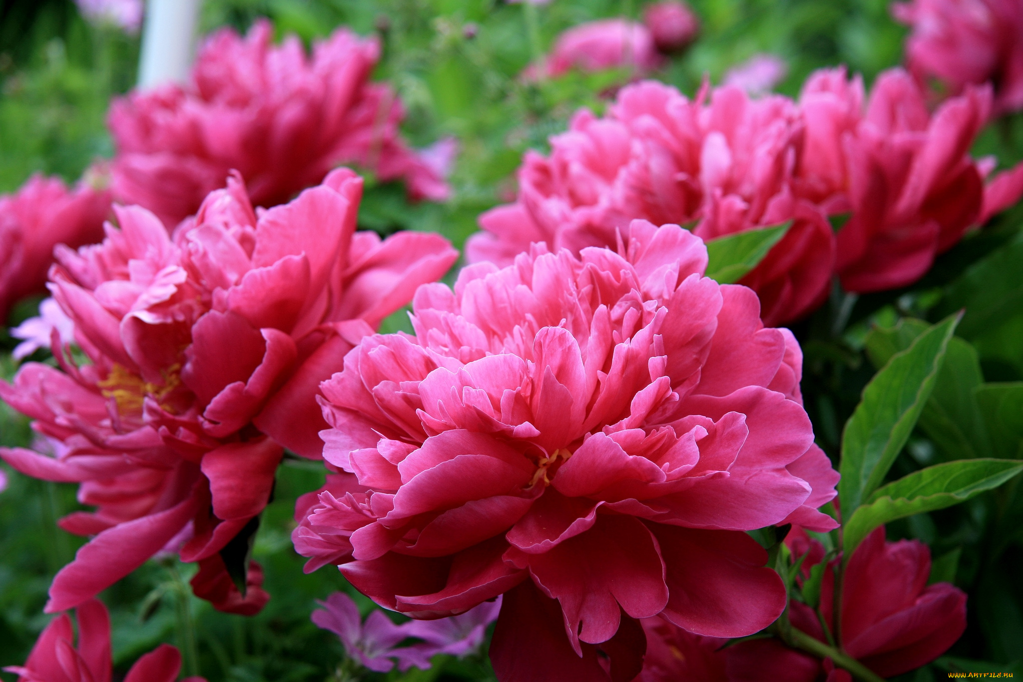 цветы, пионы, пышный, розовый