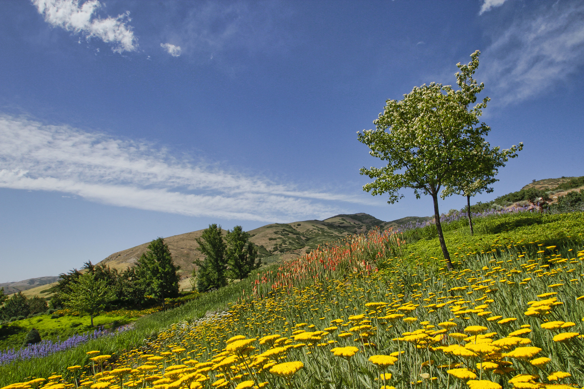 red, butte, garden, salt, lake, city, utah, природа, парк, юта, ботанический, сад, деревья, цветы