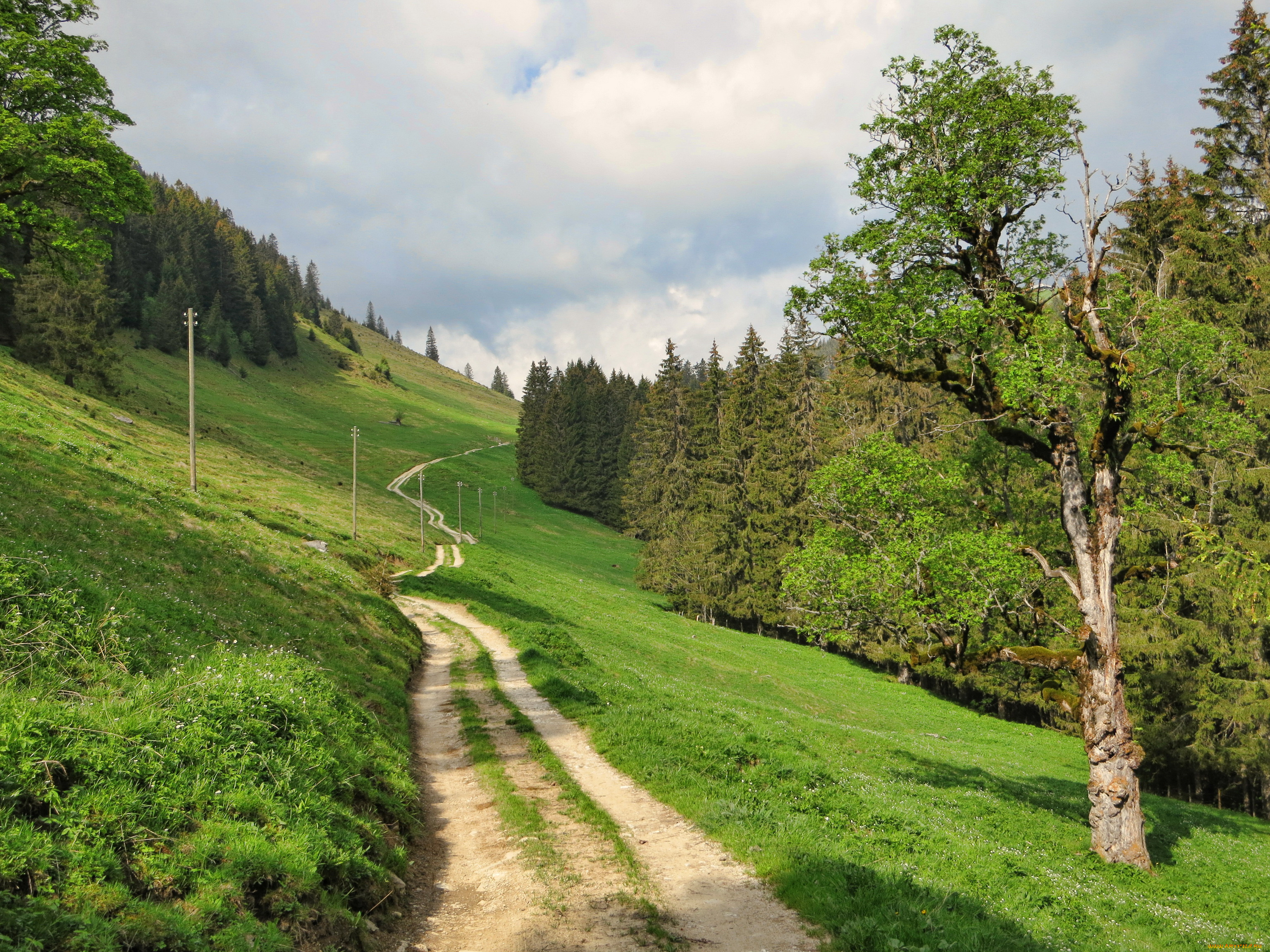 fribourg, швейцария, природа, дороги, деревья, дорожка