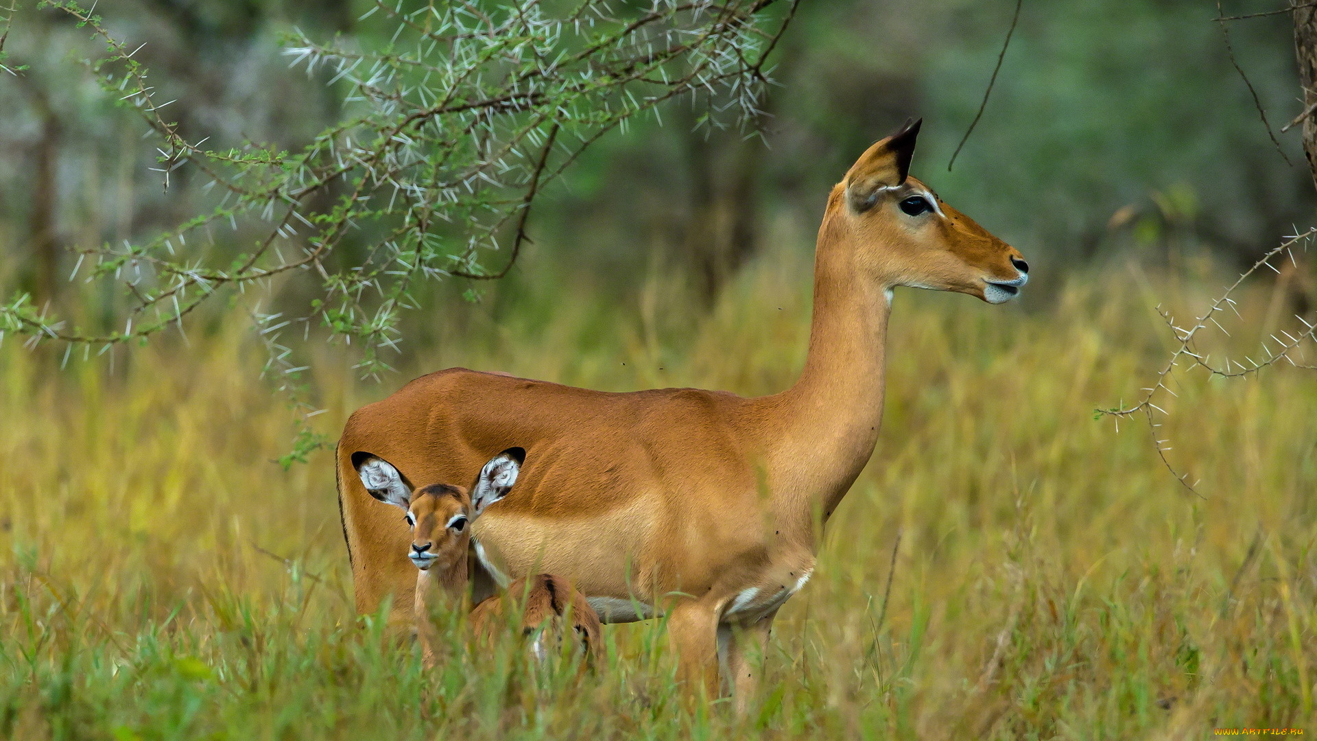 животные, антилопы, serengeti, tanzania, grazers, mammals, herbivores