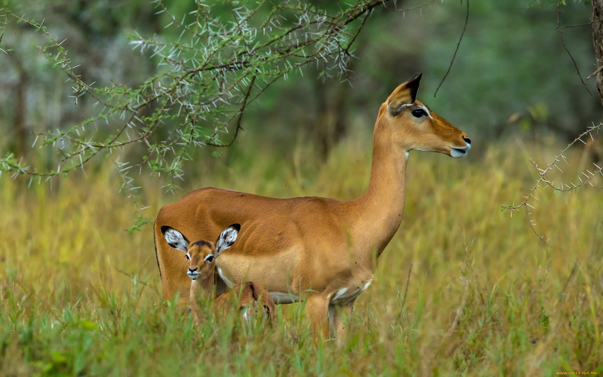 животные, антилопы, serengeti, tanzania, grazers, mammals, herbivores