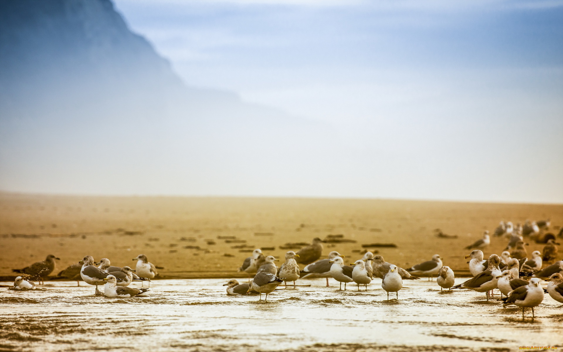 животные, Чайки, , бакланы, , крачки, sand, cliffs, beach, seagulls, creek, california, san, gregorio, splish, splash