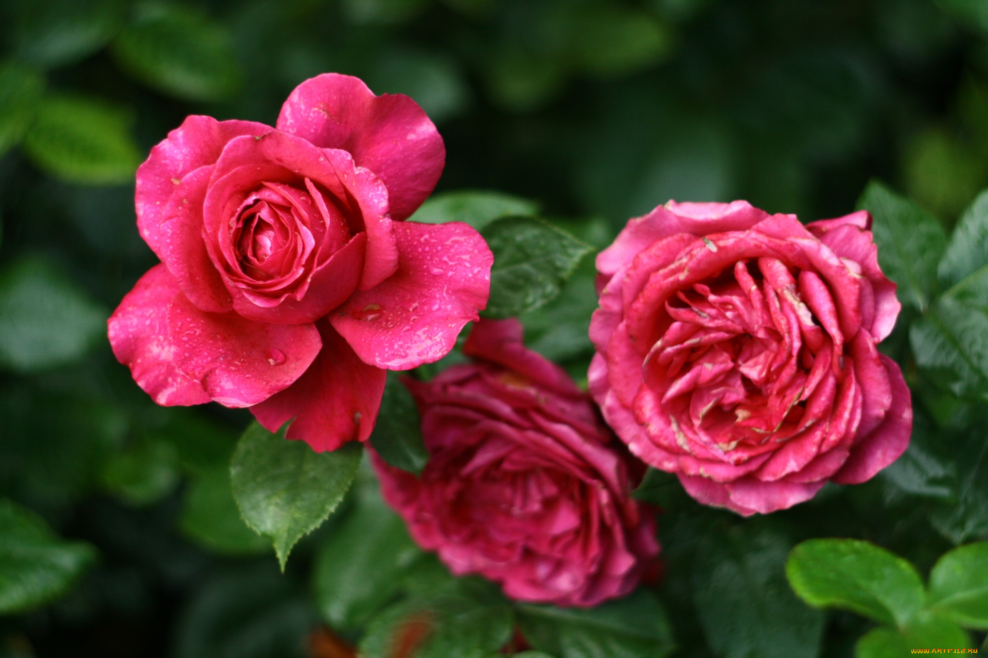 Розе трио. Цветы Розье. Louise Rose Trio.