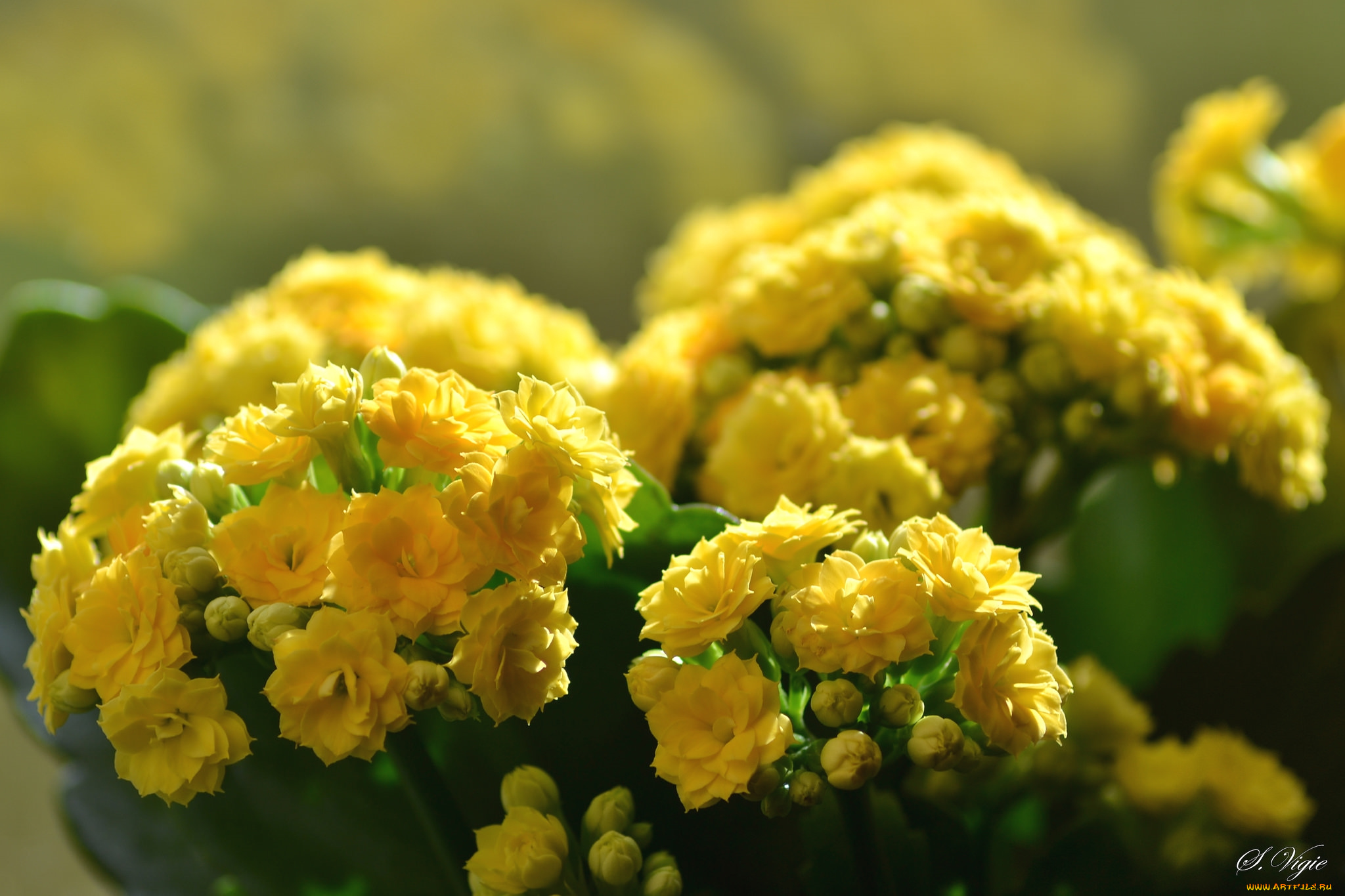 цветы, каланхоэ, желтый