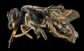 Картинка животные насекомые макросъемка насекомое