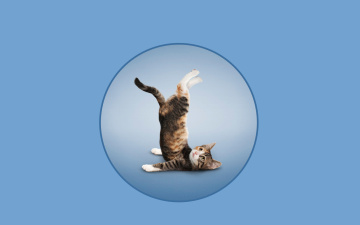 Картинка разное компьютерный+дизайн фон кот