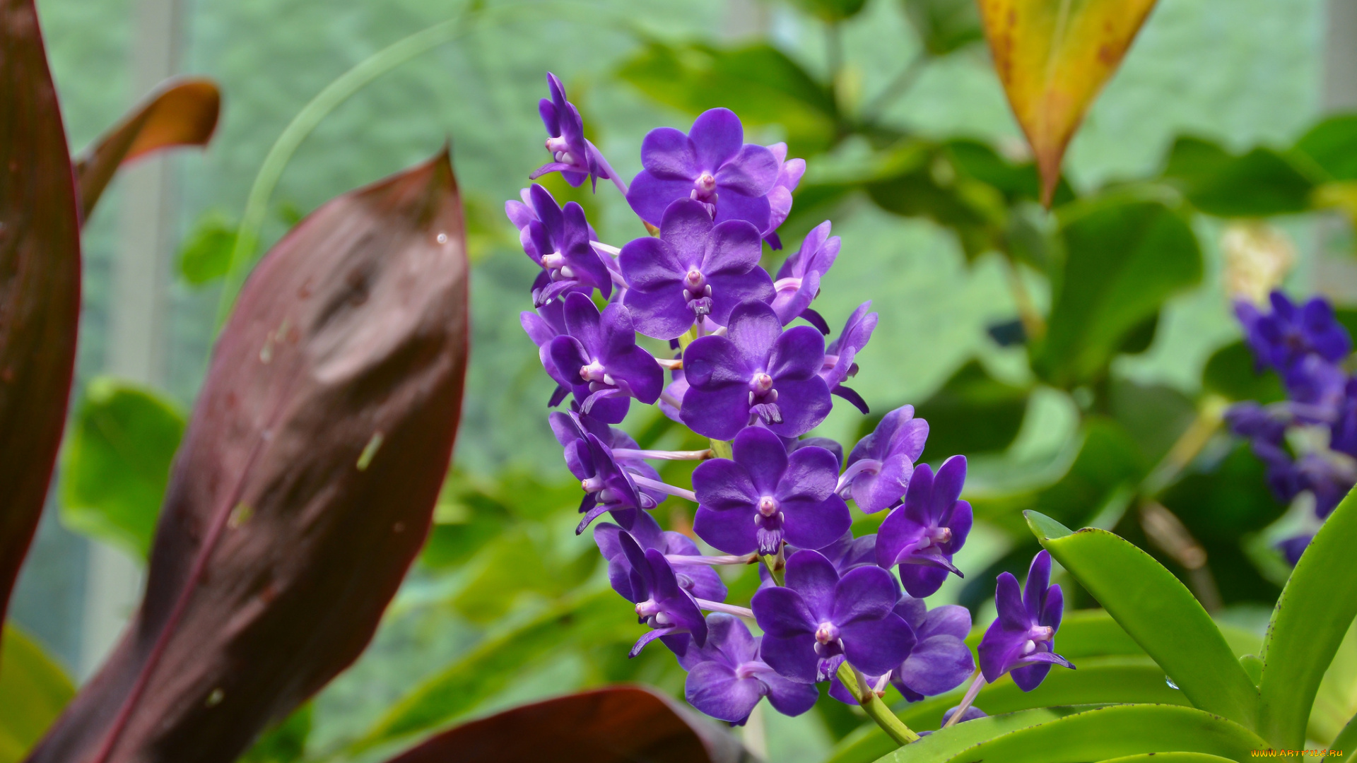 цветы, орхидеи, flowers, flowering, orchids, цветение