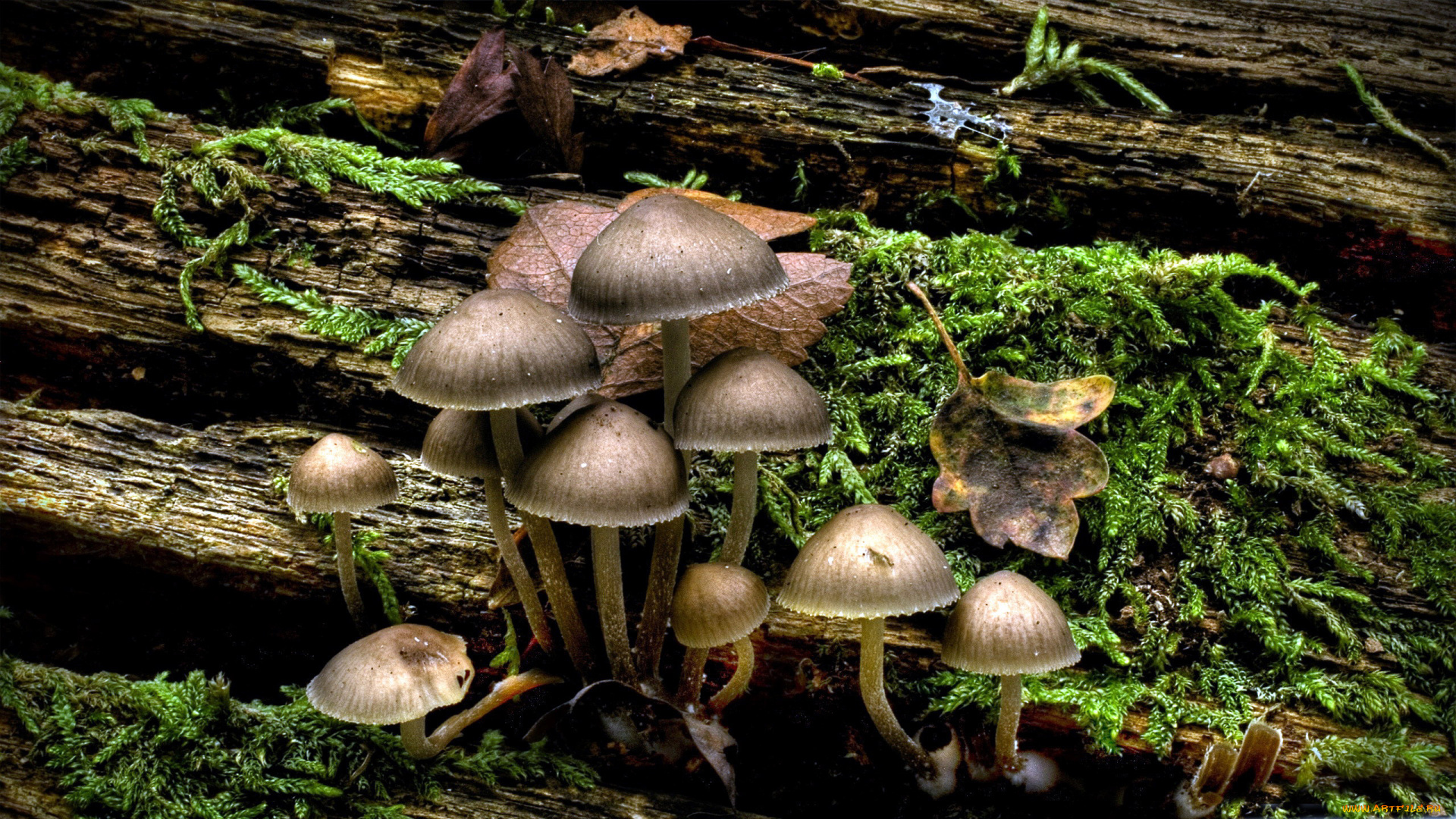 природа, грибы, семейка, грибная