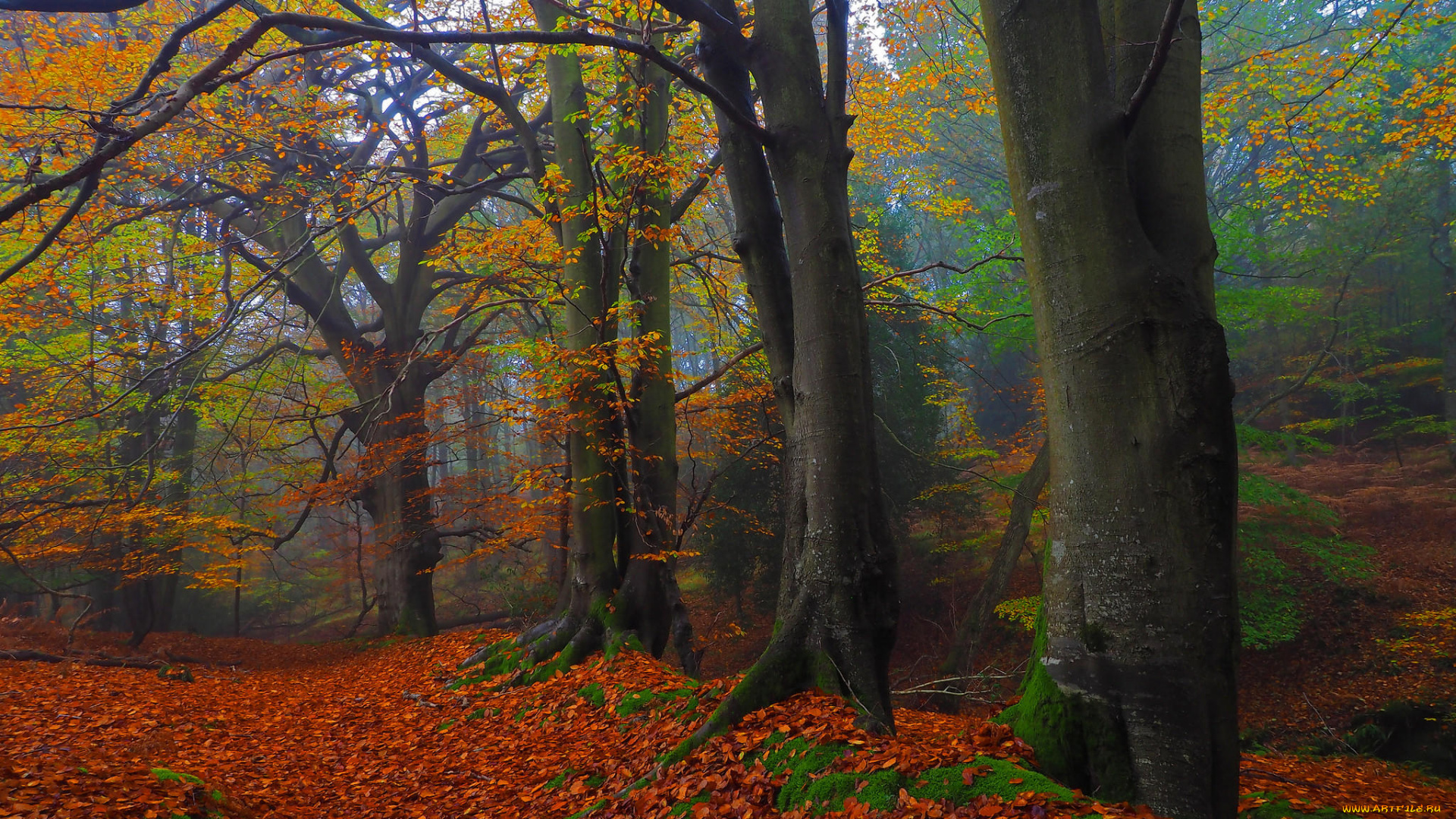 природа, лес, осень, деревья, пейзаж