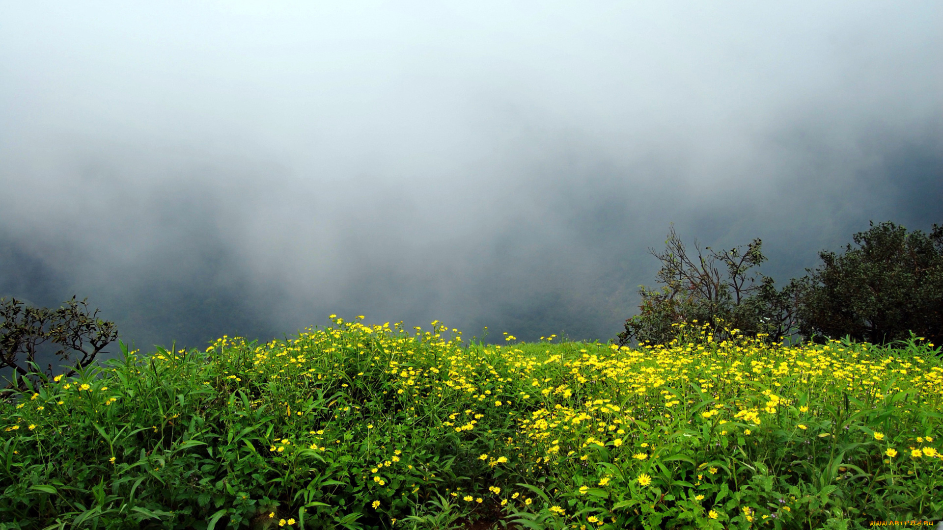 природа, луга, цветы, туман
