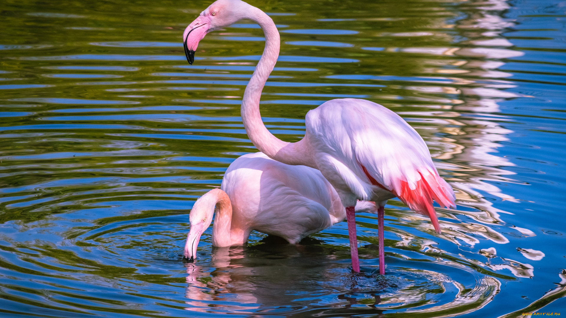 животные, фламинго, пруд, рябь, круги, по, воде, озеро, водоем, пара, природа, свет, красивые, розовый, вода, птицы, две, голубой, фон, спокойствие