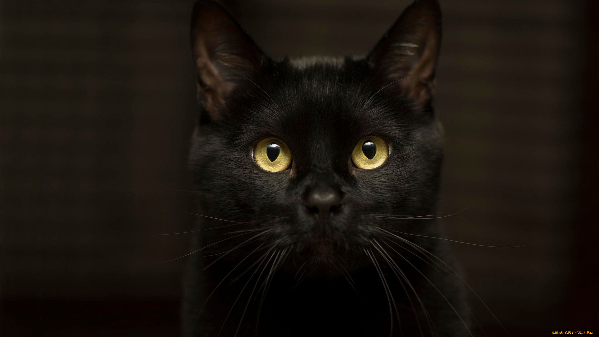 животные, коты, кот, эффектный, глаза, черный, темнота, желтоглазый, кошка, взгляд, фон
