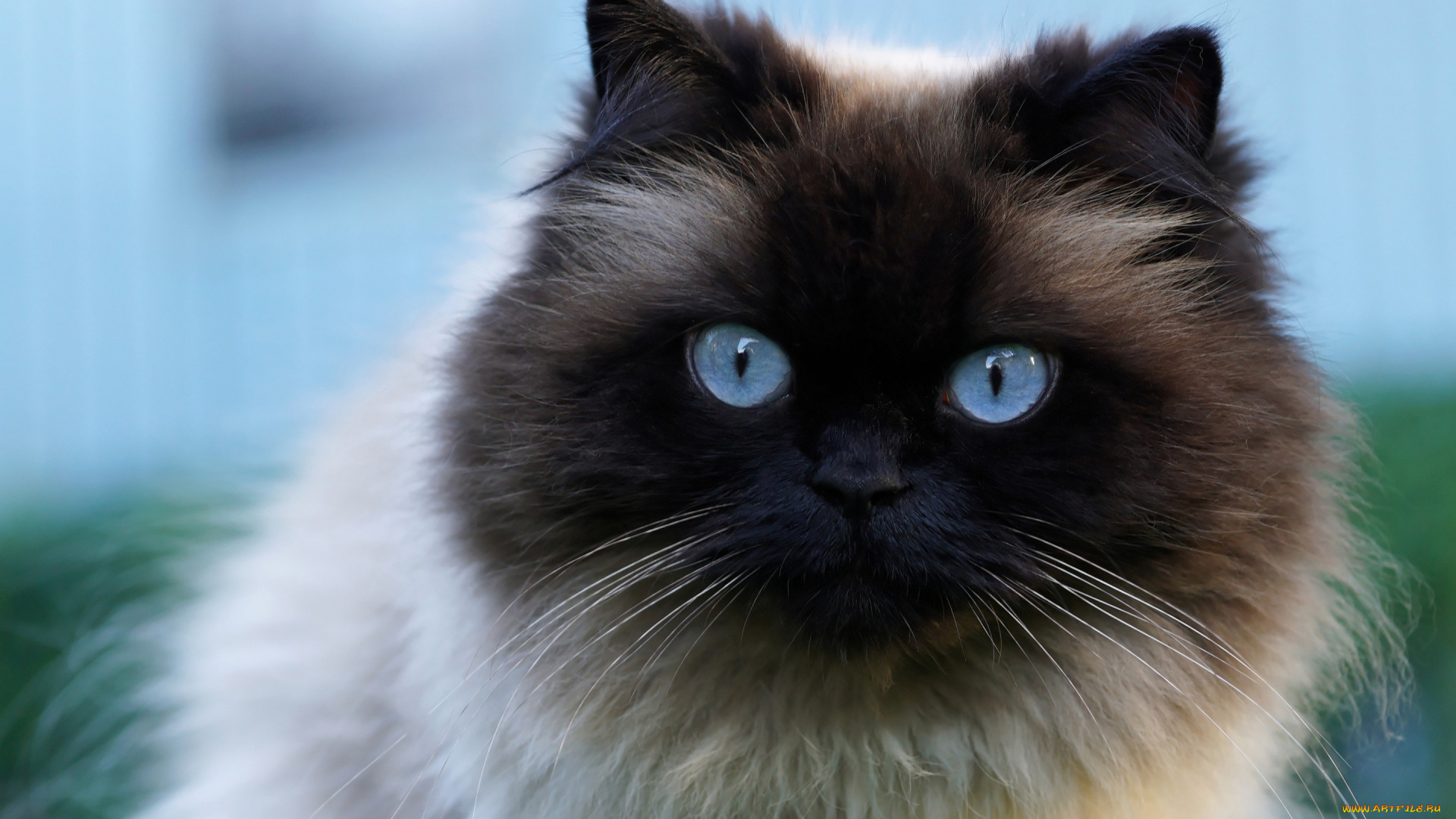 животные, коты, кот, пушистая, красавица, крупный, план, мордочка, большие, голубой, фон, голубые, глаза, сиамская, кошка, портрет
