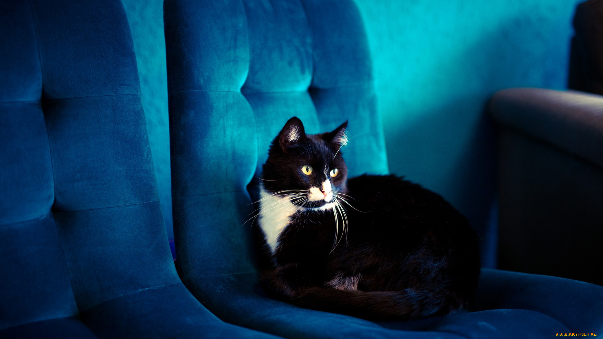 животные, коты, кот, синий, кресло, помещение, черный, голубой, обивка, фон, лежит, кошка, взгляд, комната