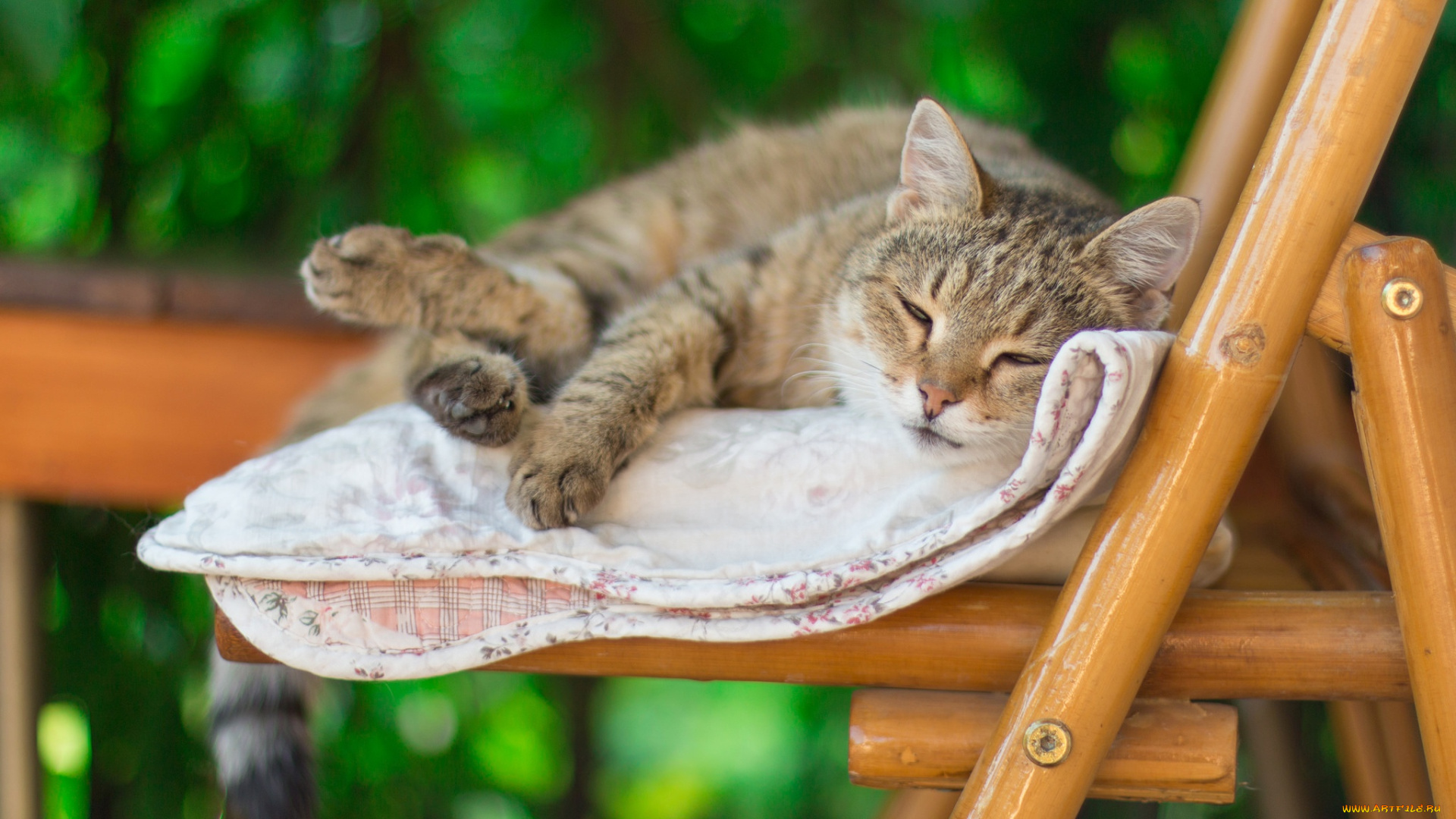 животные, коты, кот, стул, лето, одеяло, спит, настроение, боке, размыто, полосатый, леджит, лень, фон, серый, зеленый, кошка