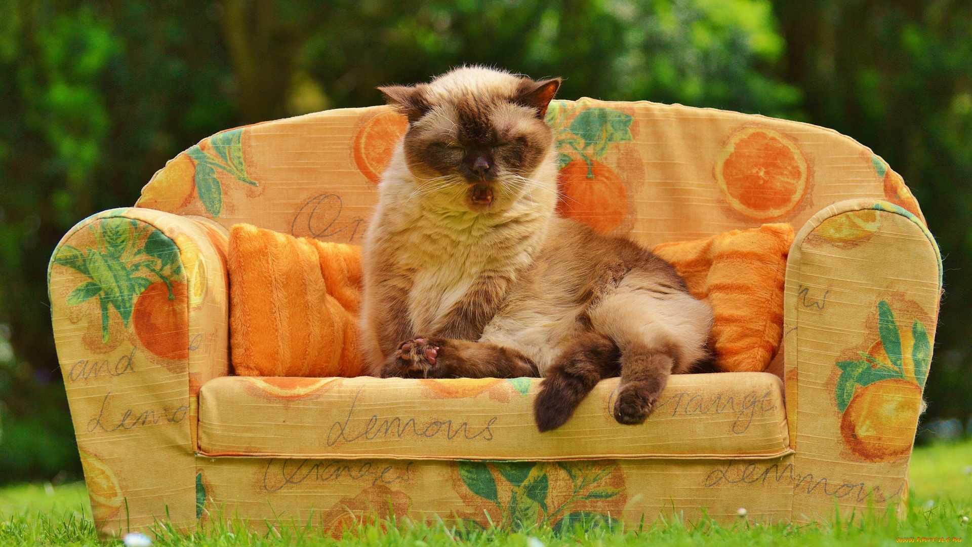 животные, коты, кот, трава, лето, спит, уютно, сад, сиеста, сиамская, пушистая, поза, диван, кошка