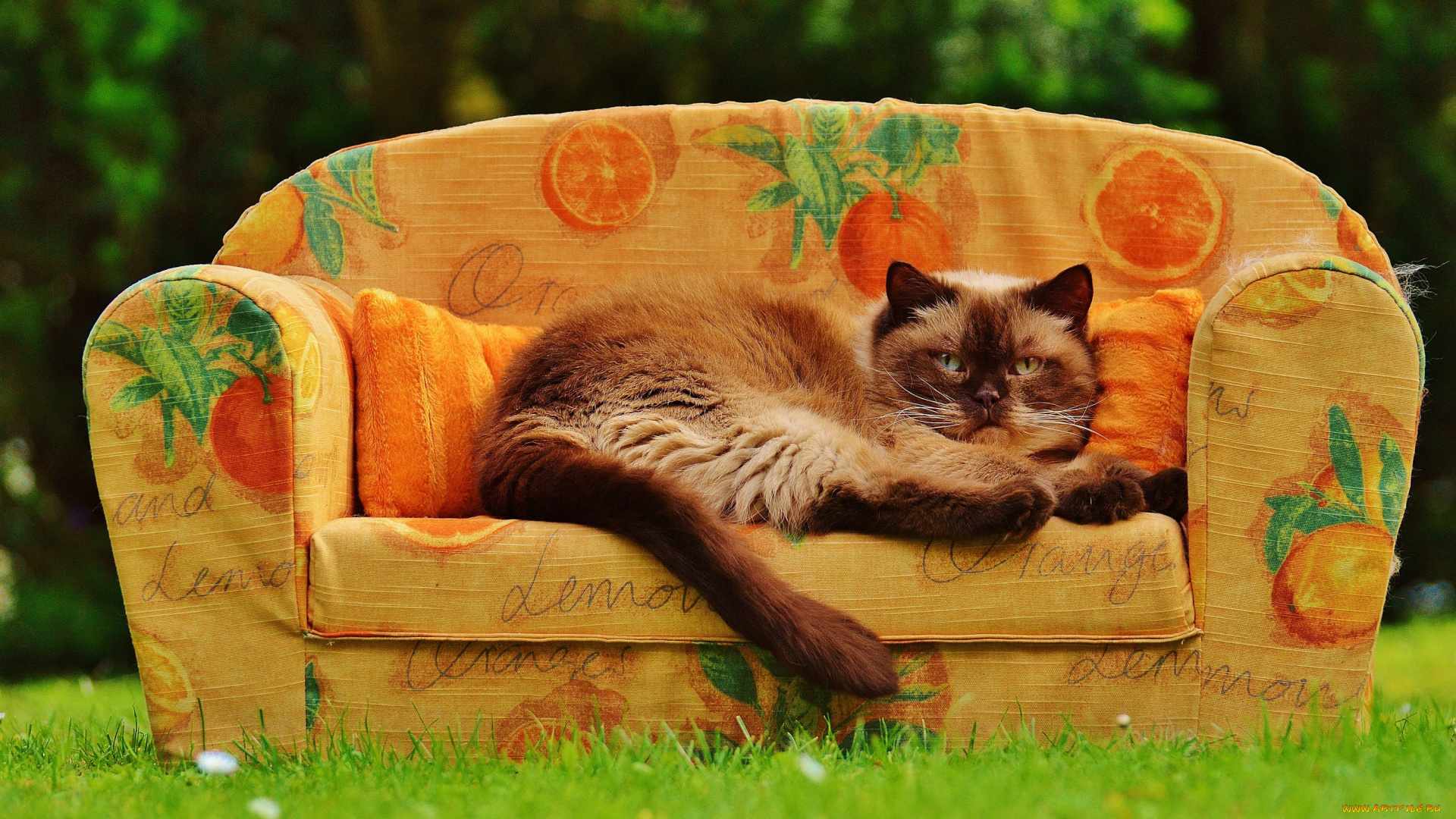 животные, коты, кот, трава, лето, спит, уютно, сад, сиеста, сиамская, пушистая, поза, диван, кошка