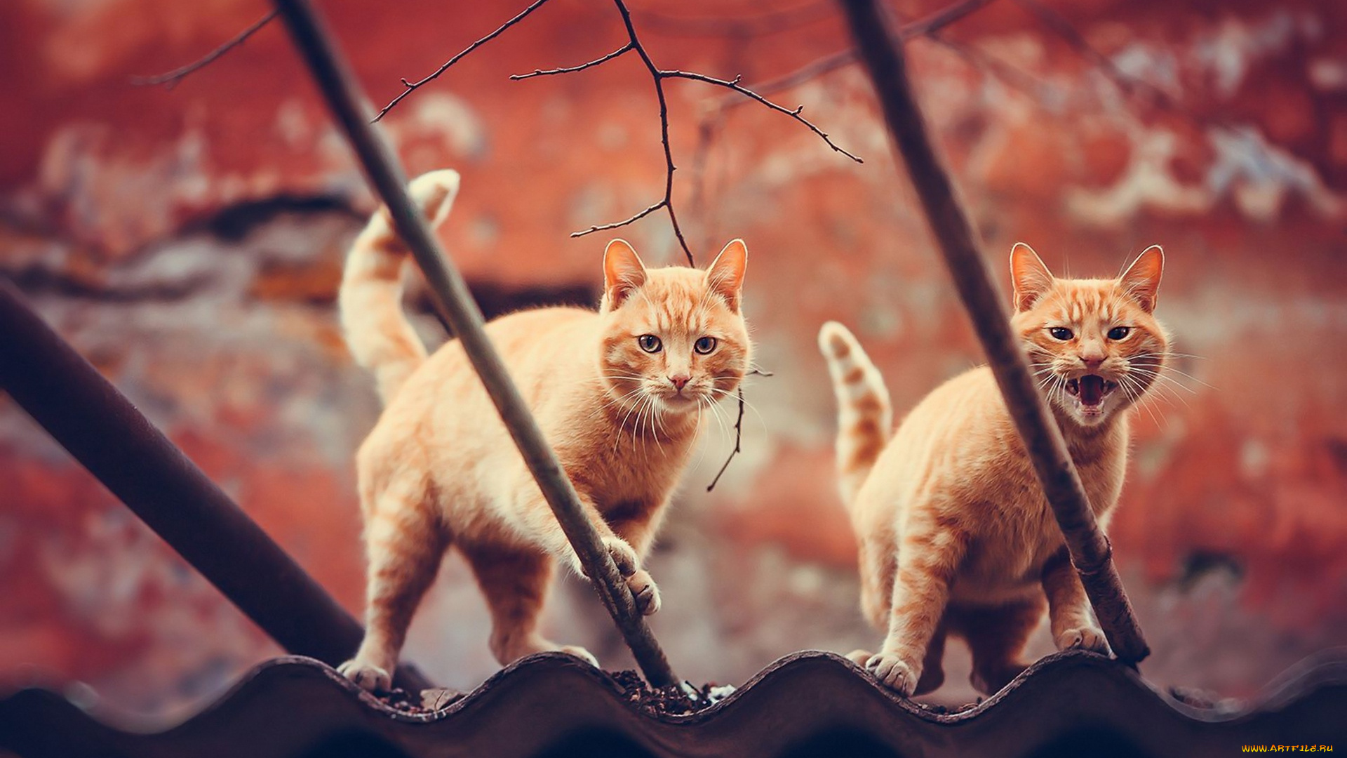 животные, коты, крыша, котята, пара, рыжие, кошки, ветки, осень, природа