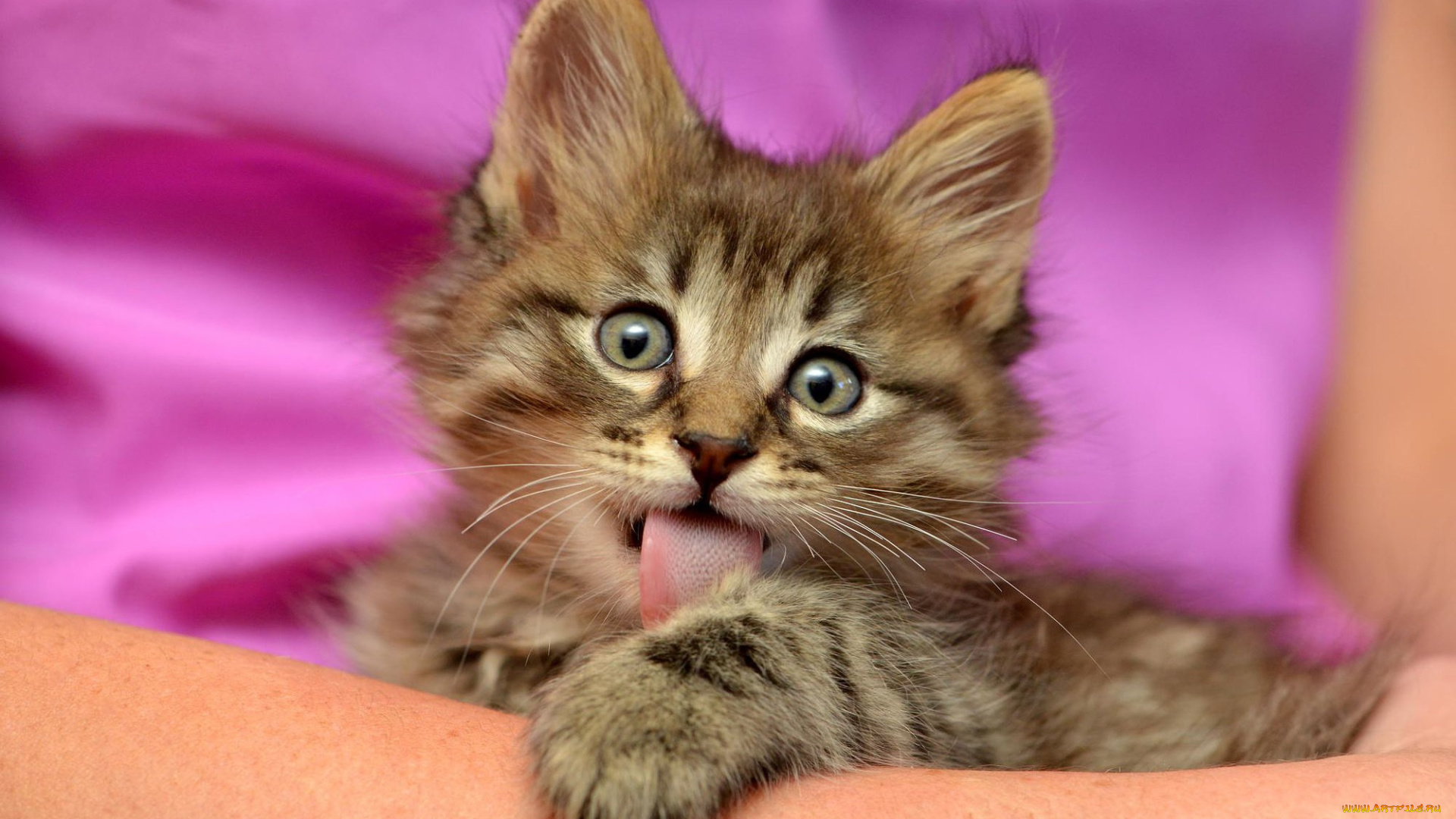 животные, коты, язык, пушистый, взгляд, мордочка, серый, фон, розовый, кошка, полосатый, смешной, выражение, котенок
