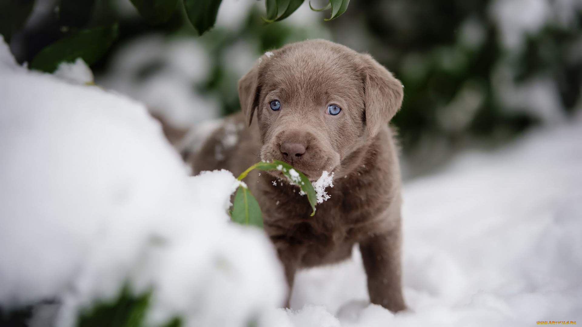 животные, собаки, мордочка, снег, маленький, коричневый, зима, листья, милый, собака, щенок
